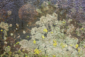 壁の表面の苔