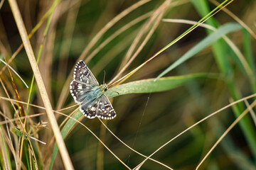 A common checkered skipper butterfly on a meadow