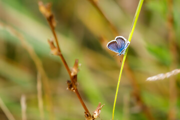 A silver studded blue Butterfly on a meadow