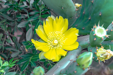 Opuntia