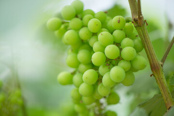 Green background of green  grapes with leaves.	
