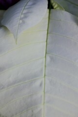 white leaf