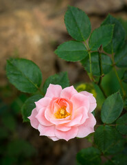 Obraz premium pink and white rose in the garden, flower background, wallpaper, closeup view taken in shallow depth of field