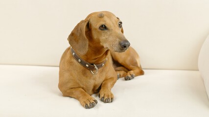 A cute dachshund is lying on the couch at home. Pet.