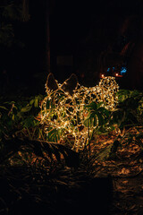 Animal con luces de navidad entre plantas de noche © Jeremias Rodriguez