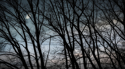 Branches and the moon