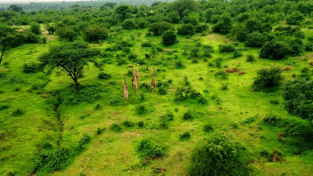 A herd of giraffes, Serengeti meadows. Lush greenery of Africa Stable and professional workforce in 4 K. Serengeti, Tanzania, Africa