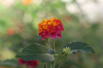 Lantana is a genus of about 150 species of perennial flowering plants in the verbena family,...