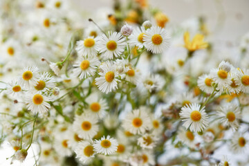  Bouquet of field camomiles. Fresh garden flower bouquet. Spring meadow flowers. Summertime. Easter card.