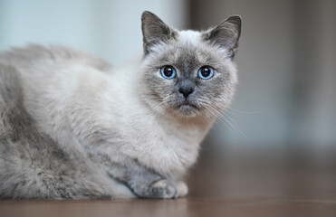 Older gray cat with blue eyes, laying on wooden floor, closeup shallow depth of field photo - Powered by Adobe