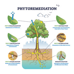 Phytoremediation as plant based approach for bioremediation outline diagram. Labeled educational soil and groundwater pollution solution scheme with tree usage to absorb pollutants vector illustration