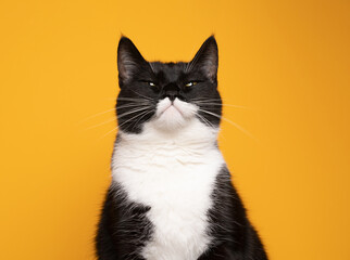 black and white cat making funny face looking similar to batman portrait on yellow background with copy space