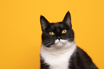 black and white cat with yellow eyes looking at camera on yellow background portrait with copy space