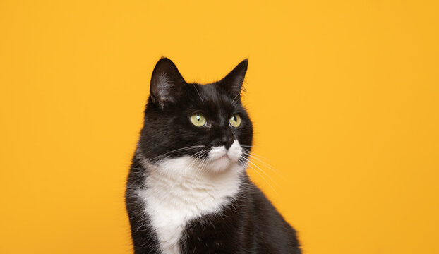 close-up portrait of a black and white cat on yellow background looking to the side at copy space