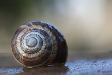 snail on a wet stone