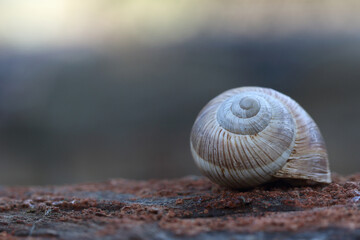 an empty snail shell on red stone