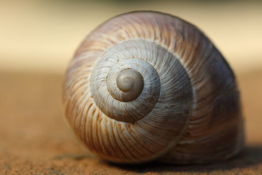 An empty snail shell