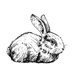 Lying rabbit. Vector vintage hatching illustration. Isolated on white