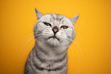 silver tabby british shorthair cat making funny face looking displeased or irritated studio shot on yellow background