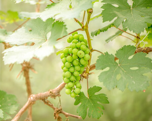 Green background of green  grapes with leaves.	
