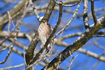 Sharp shinned hawk perched in a tree hunting