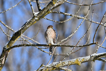 Sharp shinned hawk perched in a tree hunting