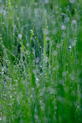 朝露　草原　Grasslands glistening with morning dew - Various forms of nature