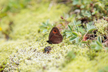 Samistal Plateau in the Summer Season, Kackar Mountains Camlihemsin, Rize Turkey