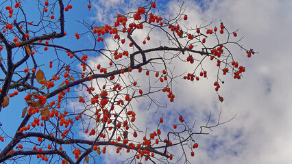秋空とカキの実