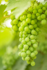 Green background of  grapes with leaves.