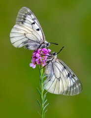 Macro shots, Beautiful nature scene. Closeup beautiful butterfly sitting on the flower in a summer garden.