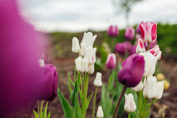 Close up of pink tulips growing in spring garden. Negrita and Candy club variety. Flowers blooming outdoors in may