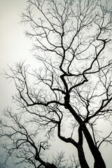 black and white branch of tree