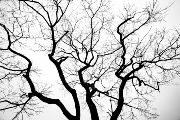 black and white branch of tree