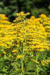 Yellow Canadian Goldenrod flowers