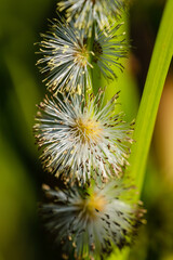 Three Bur-reed flowers