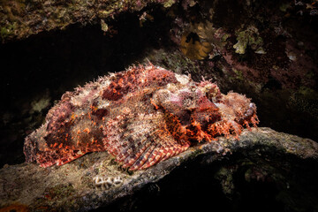 Scorpionfish in the wreckage of SS Thistlegorm, Red Sea, Egypt 
