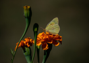 Sulpher moth gathers marigold pollen