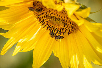 Pszczoły na Słoneczniku - obrazy, fototapety, plakaty