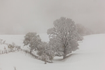 Snow in the Autumn Season, Savsat Artvin, Turkey