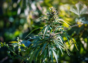 cannabis plant, bud with seed