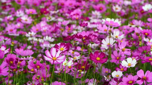 beautiful pink cosmos flower in cosmos field swaying in the wind
