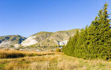 Naklejka premium Forest of Granada