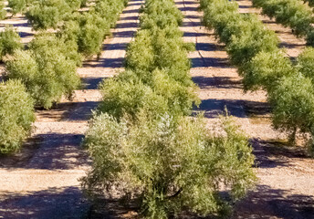 Olive landscape