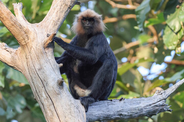 Nilgiri langur sitting on a branch 