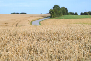 Weizenfeld