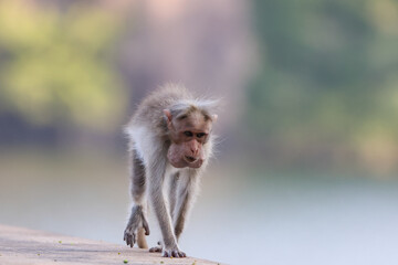 macaque walking with a beautiful background