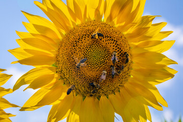 słonecznik pszczoły - obrazy, fototapety, plakaty