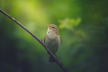 Obraz premium Willow warbler