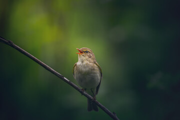 Willow warbler